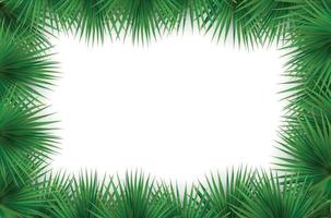 cadre naturaliste coloré du palmier à feuilles. illustration vectorielle. vecteur