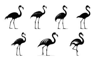 flamant oiseau noir silhouette empaqueter, flamant silhouettes clipart ensemble vecteur