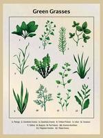 affiche des herbes vertes vecteur