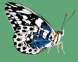 illustration de une sauvage papillon dans noir et blanc et bleu sur une vert Contexte vecteur