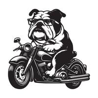 Anglais bouledogue équitation moto illustration dans noir et blanc vecteur