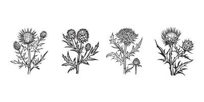 chardon fleur contour illustration dans noir et blanc vecteur