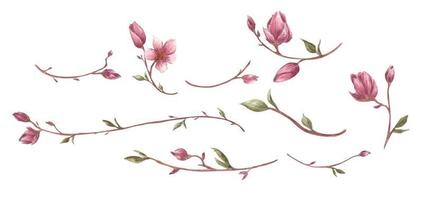 ensemble de fleurs et de branches de magnolia. illustration à l'aquarelle. vecteur