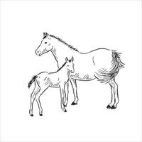 une ligne tiré illustration de une cheval et poulain dans noir et blanche. main tiré vecteur