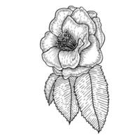 botanique dessiné à la main illustration de une camélia fleur dans esquisser style. pour mariage conception, faire-part, salutation cartes, fonds d'écran. vecteur