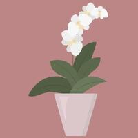 plante d'intérieur dans fleur pot. épanouissement blanc orchidée. tropical plante à Accueil vecteur