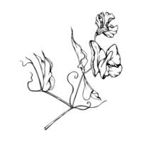 main tiré graphique encre illustration botanique fleurs feuilles. sucré éternel pois, vesce liseron légumineuse. branche bouquet isolé sur blanc Contexte. conception mariage, l'amour cartes, floral magasin vecteur