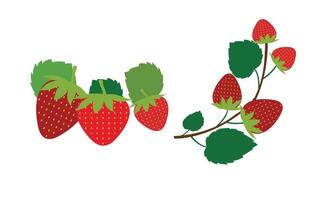 fraise illustration collection vecteur