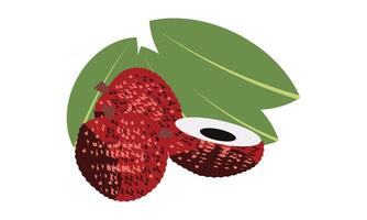 litchi illustration conception. vecteur