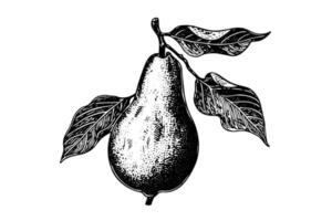 poire fruit main tiré encre esquisser. gravé style illustration. vecteur