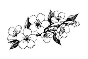 Sakura branche main tiré encre esquisser. gravé style illustration. vecteur
