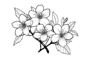 Sakura fleur main tiré encre esquisser. gravé style illustration. vecteur