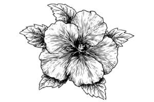 hibiscus fleur main tiré encre esquisser. gravé style illustration. vecteur