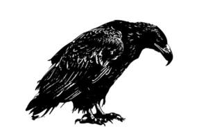 ancien corbeau esquisser dessiné à la main illustration de gothique oiseau. Halloween art. vecteur