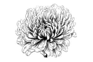 main tiré encre esquisser de chrysanthème. illustration dans gravure ancien style. vecteur