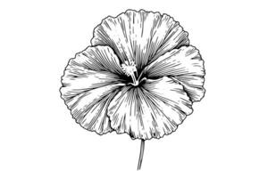 hibiscus fleur main tiré encre esquisser. gravé style illustration. vecteur