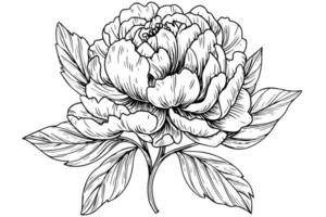 ancien floral collection dessiné à la main des roses, baroque ornements, et pivoine fleurs dans noir et blanc, rétro illustration. vecteur