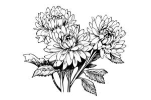 main tiré encre esquisser de chrysanthème. illustration dans gravure ancien style. vecteur