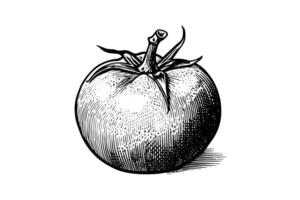 tomate main tiré encre esquisser. gravure ancien style illustration. vecteur