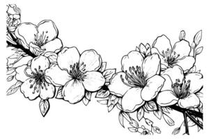 Sakura branche main tiré encre esquisser. gravé style illustration. vecteur