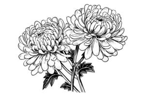 main tiré encre esquisser de chrysanthème. illustration dans gravure ancien style. vecteur