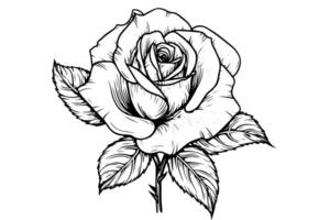 ancien gravure sur bois Rose gravé floral illustration avec boho charme. vecteur