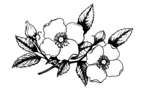 Rosa canina fleur main tiré encre esquisser. gravure style illustration. vecteur