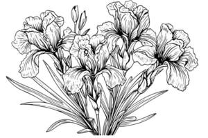 ancien floral illustration iris fleurs dans art nouveau style, noir grandes lignes, vecteur