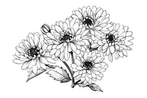 main tiré encre esquisser de chrysanthème. illustration dans gravure ancien style. vecteur