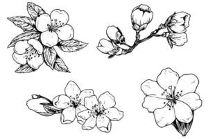 Sakura fleur ensemble main tiré encre esquisser. gravé style illustration. vecteur