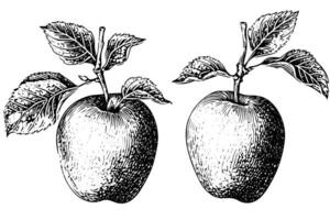 Pomme fruit main tiré encre esquisser. gravé style illustration. vecteur