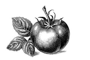 tomate main tiré encre esquisser. gravure ancien style illustration. vecteur