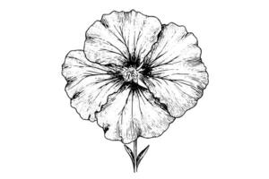 hibiscus fleur main tiré encre esquisser. gravé style illustration. vecteur