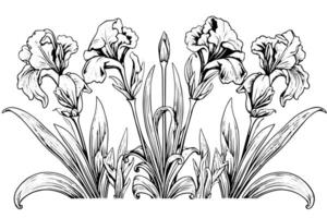 ancien floral illustration iris fleurs dans art nouveau style, noir grandes lignes. vecteur