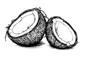 ancien noix de coco esquisser dessiné à la main illustration de tropical fruit avec Lait et paille. vecteur