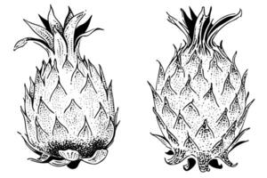 pitaya ou dragon fruit main tiré encre esquisser. gravure ancien style illustration. vecteur