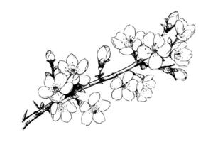 Sakura branche main tiré encre esquisser. gravé style illustration. vecteur