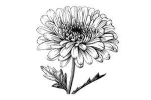 main tiré encre esquisser de chrysanthème. illustration dans gravure ancien style. vecteur