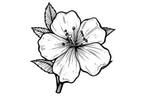 Sakura fleur main tiré encre esquisser. gravé style illustration. vecteur