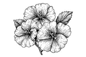 hibiscus fleur main tiré encre esquisser. gravé style illustration. vecteur