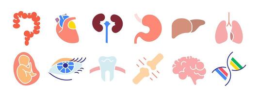 Humain anatomie ensemble icône. intestin, cœur, rein, estomac, foie, poumons, fœtus, œil, dent, os, cerveau, ADN. médecine, la biologie. vecteur