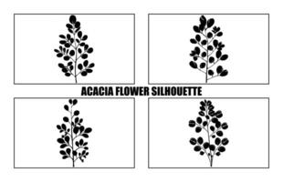 acacia feuilles et fleurs silhouette ensemble. médicinal arbre branche avec feuilles collection, acacia ensemble graphique noir et blanc fleur feuilles des graines vecteur