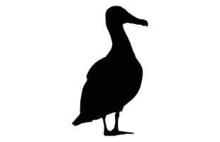 albatros silhouette, albatros silhouette noir illustration vecteur