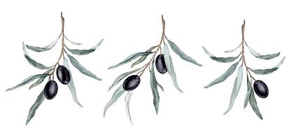aquarelle illustration ensemble de magnifique noir Olives pour en bonne santé la vie et conception Contexte. main peint isolé sur une blanc Contexte vecteur