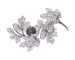 figues brindille avec feuilles et des fruits. illustration dans graphique style. pour cartes, faire-part, nourriture et cosmétique Étiquettes, couvertures, menus, bannières, affiches. vecteur