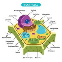 le structure de plante cellule vecteur