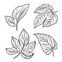 une ensemble de feuilles de le saut plante. noir et blanc dessiné à la main illustration tiré par main sur une blanc Contexte. agrafe art conception éléments pour pub et menus, Étiquettes et affiche, logo et emballage vecteur