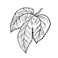 une feuille de une saut plante. noir et blanc dessiné à la main illustration sur une blanc Contexte. conception éléments pour pub et restaurant menus, Étiquettes et affiches, logos et emballage. vecteur