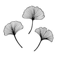 illustration, feuilles de ginkgo biloba dessinées à la main, contour noir, conception de cartes, impression