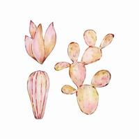 aquarelle cactus, désert mexicain les plantes vecteur